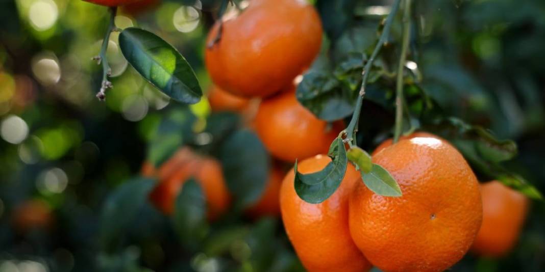 Mevsimin en ucuz meyvesi oldu! 15 TL’den 8 TL’ye geriledi… 5